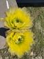 Preview: Echinocereus pectinatus gelb/grün